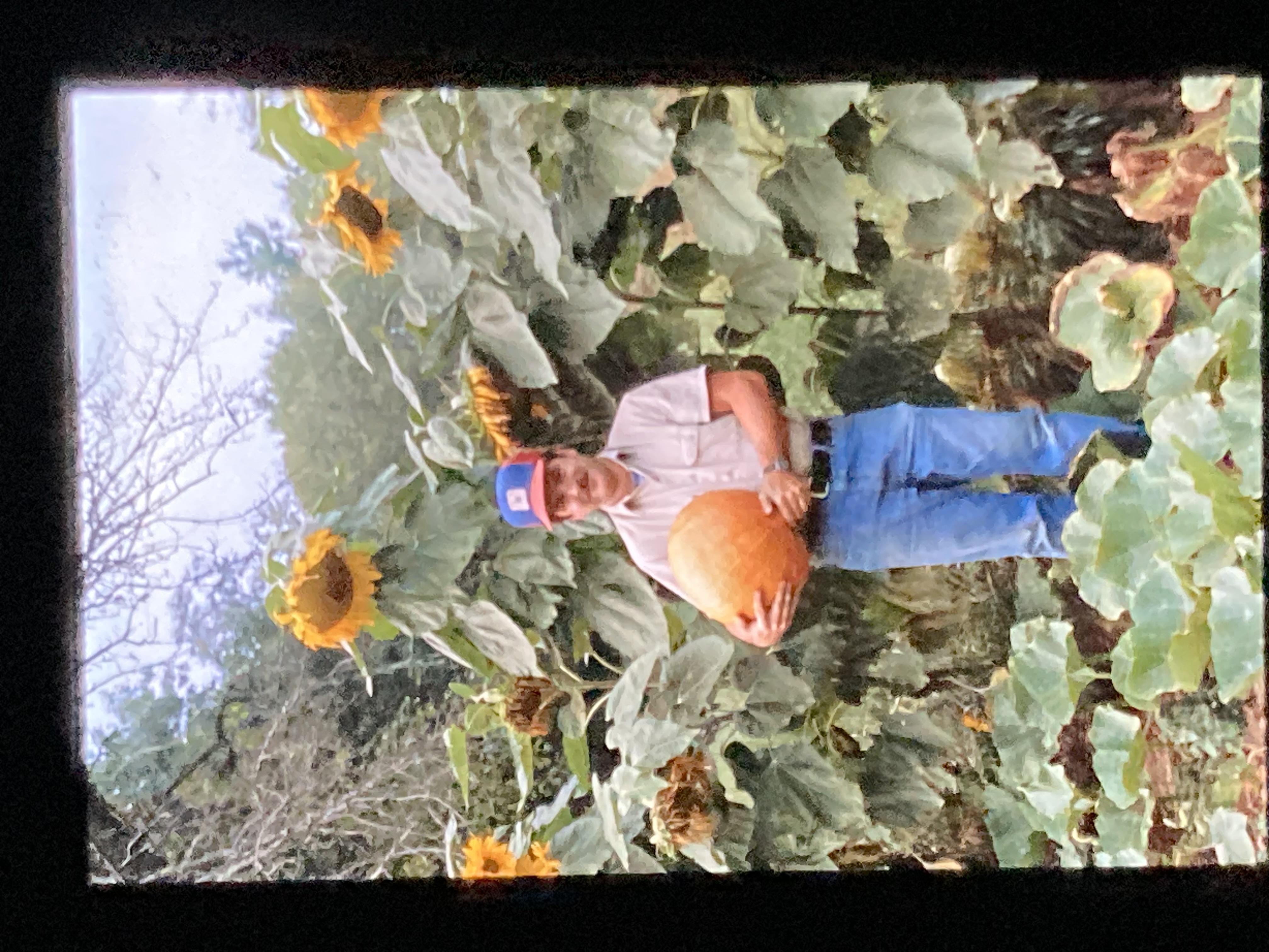 Gil Adams holding a pumpkin among sunflowers